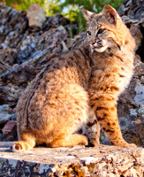 Big Cats