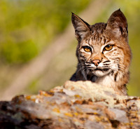 Big Cats