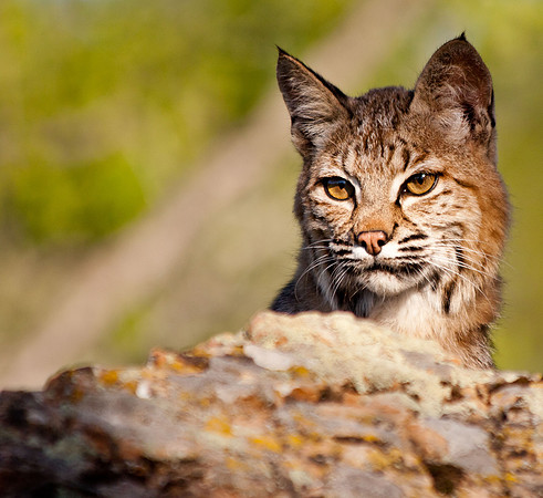 Big Cats