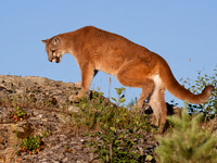 Big Cats