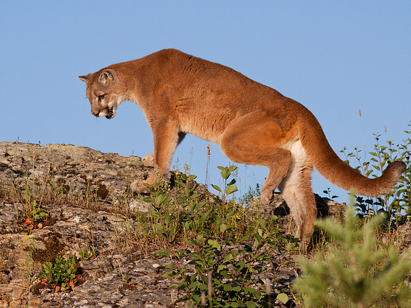 Big Cats