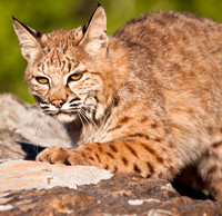 Big Cats