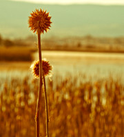 Flowers-19
