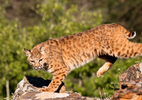 Big Cats