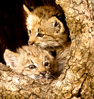 Baby Cats