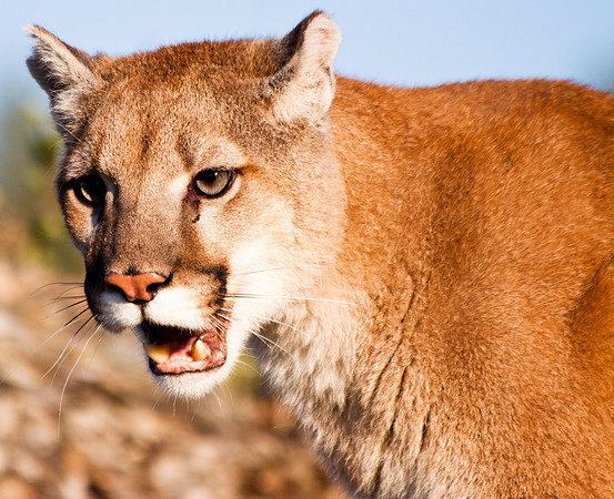 Big Cats