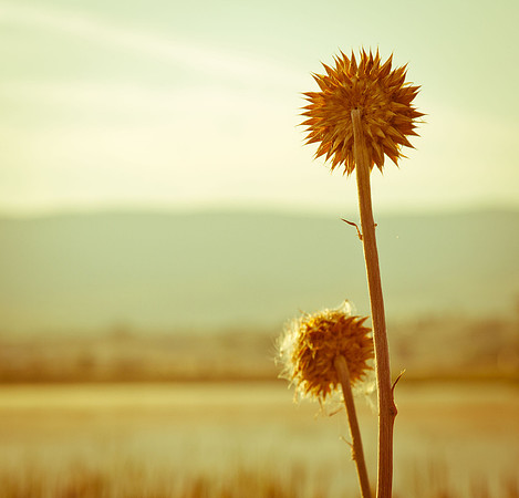 Flowers-18