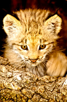 Baby Cats