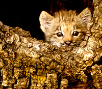 Baby Cats