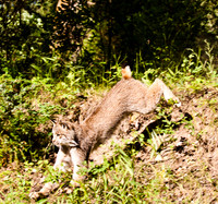 Big Cats-5
