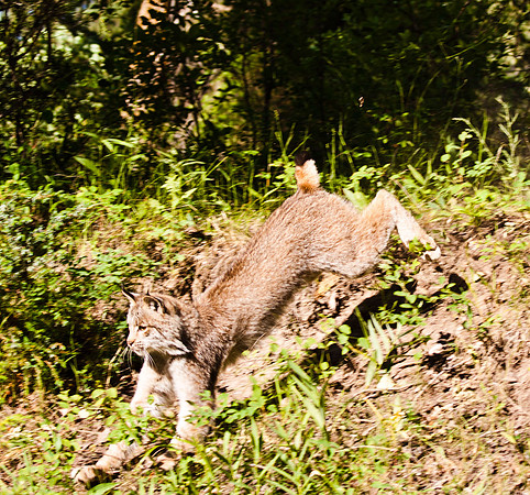 Big Cats-5