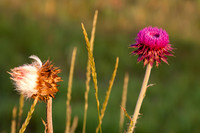 Flowers-20
