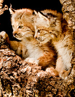 Baby Cats