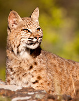 Big Cats