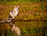 wolf