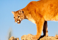 Big Cats