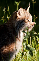 Big Cats-2