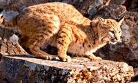 Big Cats