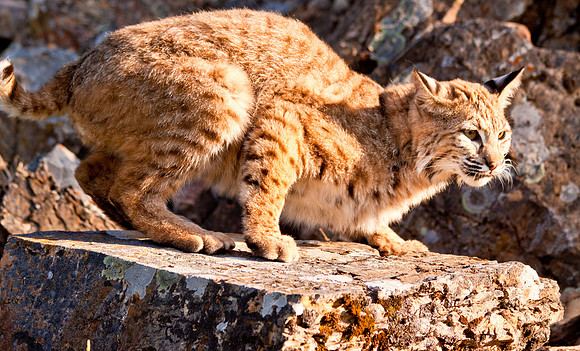 Big Cats