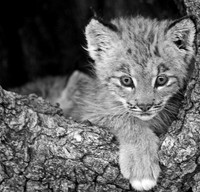 Baby Cats-5