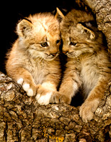 Baby Cats