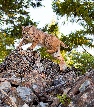 Big Cats