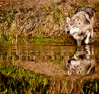 wolf