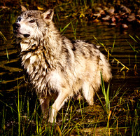wolf