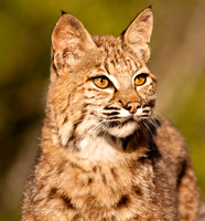Big Cats