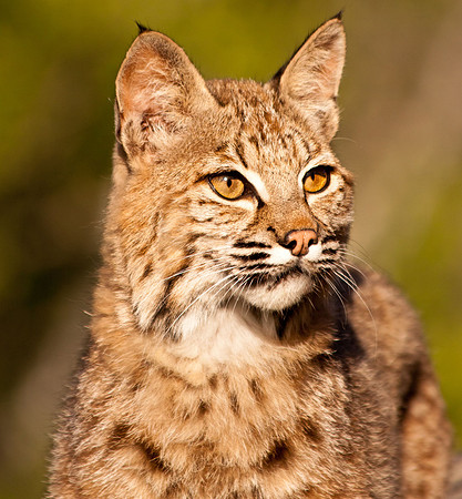 Big Cats