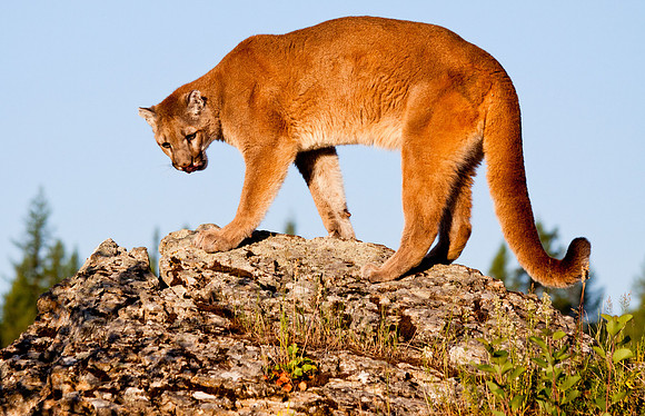 Big Cats
