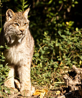 Big Cats