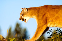 Big Cats
