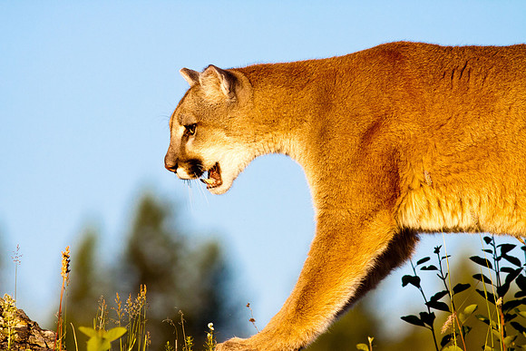 Big Cats