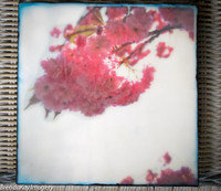 Spring Blush