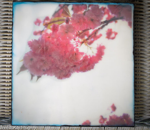 Spring Blush