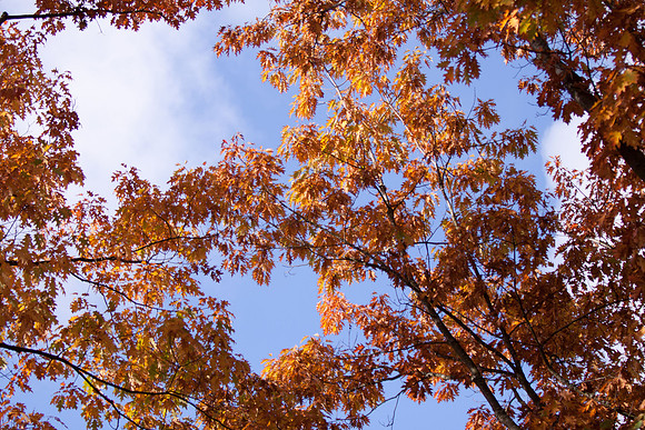 Landscape-9