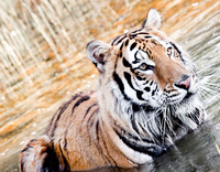 Siberan Tiger-3