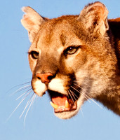 Big Cats