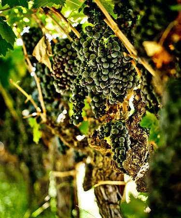 Vineyard-3