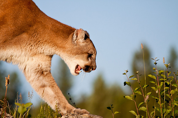 Big Cats