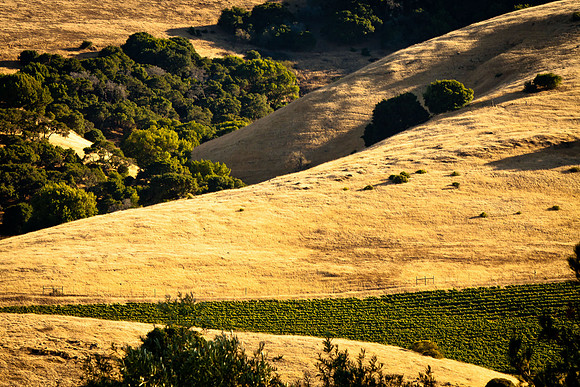 Vineyard-10