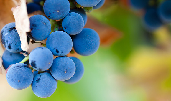 Vineyard