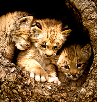 Baby Cats