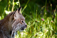 Big Cats-4
