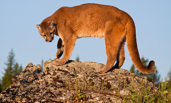 Big Cats