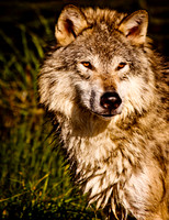 wolf