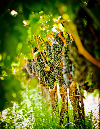 Vineyard-2